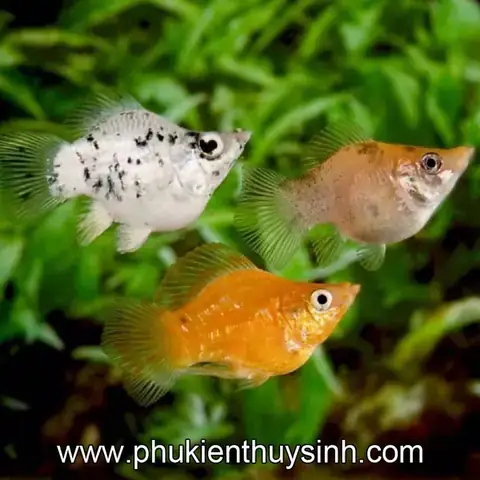 Cách Phân Biệt Giới Tính Và Quản Lý Cộng Đồng Cách Phân Biệt Giới Tính Và Quản Lý Cộng Đồng