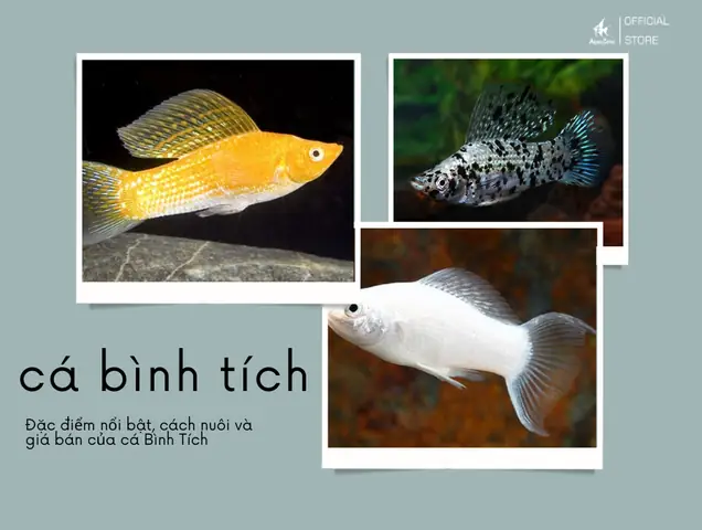 Cá Bình Tích - Đặc Điểm, Cách Nuôi Và Giá Bán - Aquazone - Siêu ... Cá Bình Tích - Đặc Điểm, Cách Nuôi Và Giá Bán - Aquazone - Siêu ...