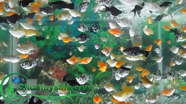 Cá Bình Tích - Xuất Xứ, Đặc Điểm Và Cách Chăm Sóc Hiệu Quả Cá Bình Tích - Xuất Xứ, Đặc Điểm Và Cách Chăm Sóc Hiệu Quả