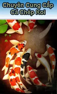 Cách Phân Biệt Cá Bình Tích Đực Và Cái: Cẩm Nang Toàn Tập Cho ...