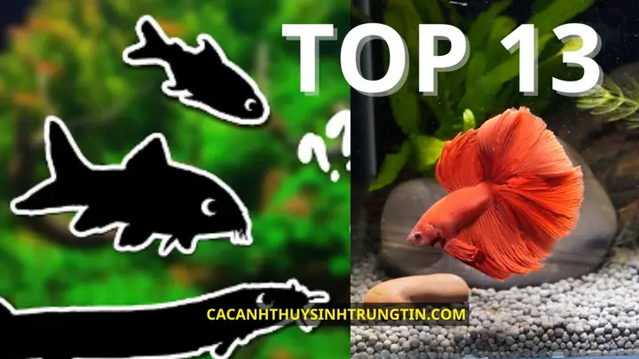 Top 13 Loại Cá Bạn Có Thể Nuôi Chung Với Cá Betta - Cá Cảnh ... Top 13 Loại Cá Bạn Có Thể Nuôi Chung Với Cá Betta - Cá Cảnh ...