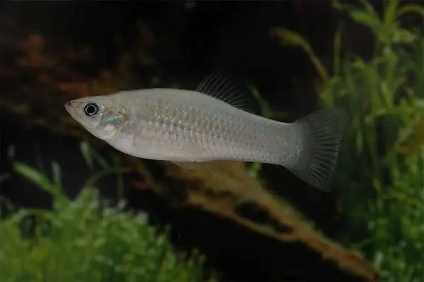 Phân Loại Cá Theo Màu Sắc