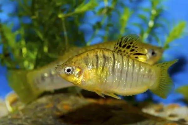 Phân Loại Cá Theo Chủng Loại