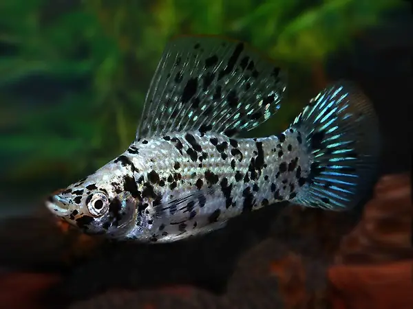 Phân Loại Cá Theo Màu Sắc