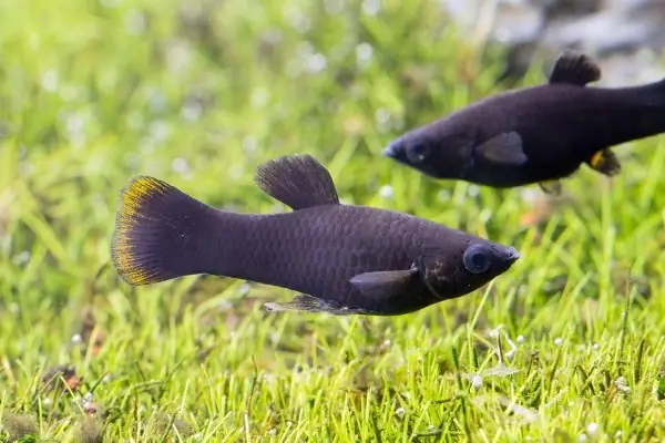 Phân Loại Cá Theo Màu Sắc