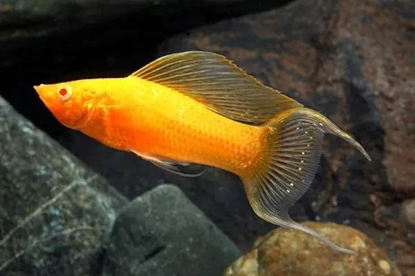 Phân Loại Cá Theo Chủng Loại