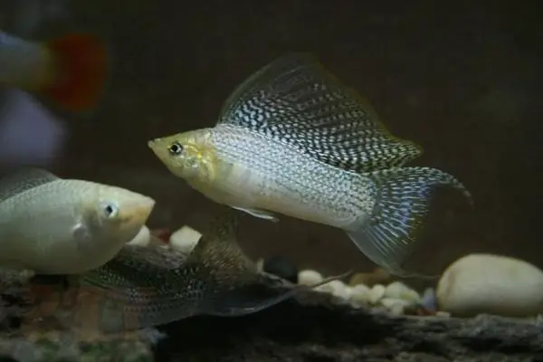 Phân Loại Cá Theo Chủng Loại