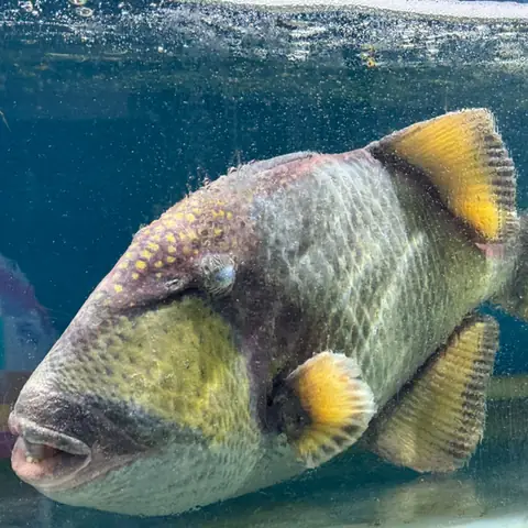 Cá Bò Giáp - Tươi Sống - Giao Nhanh 2h - Hải Sản Hoàng Gia Cá Bò Giáp - Tươi Sống - Giao Nhanh 2h - Hải Sản Hoàng Gia