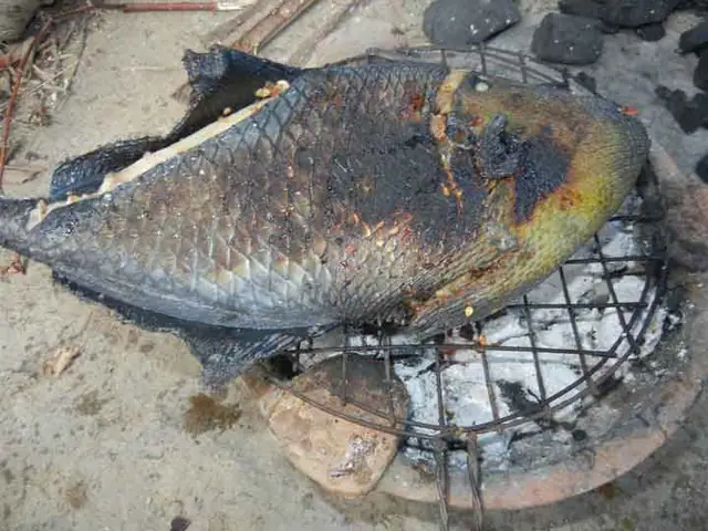 Giá Cá Bò Da Giáp Tươi Tại Tphcm Giá Cá Bò Da Giáp Tươi Tại Tphcm