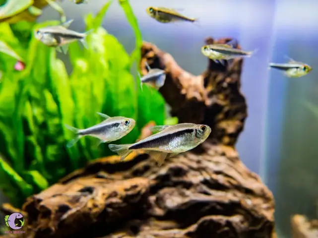 Cá Cảnh Bơi Theo Đàn - Neon (neon Tetra)
