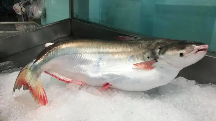 Cá Bông Lau Là Cá Gì? So Sánh Cá Bông Lau Và Cá Hú, Giá Của Cá ...