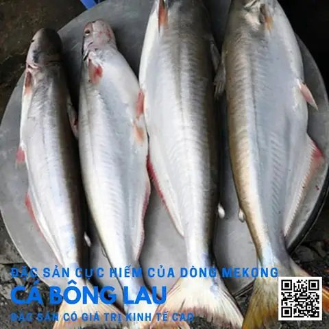 Cá Bông Lau, Đặc Sản Sông Mekong Cực Hiếm Ngon Hơn Cả Cá ...