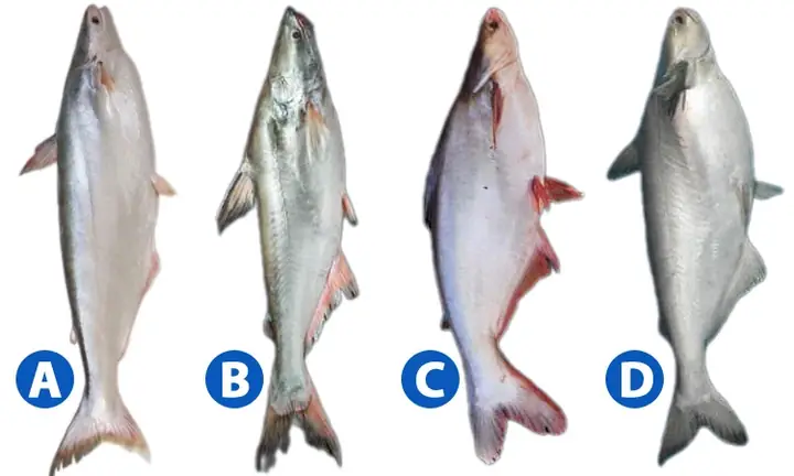 Đố Bạn Phân Biệt Đâu Là Cá Basa, Cá Tra, Cá Hú Và Cá Bông Lau?