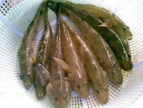 Những Loại Cá Nước Ngọt Cực Tốt Cho Sức Khỏe (p2) | Giáo Dục Việt ...