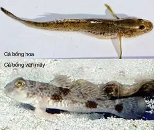 Cảnh Giác Với Cá Bống Vân Mây – Tạp Chí Thủy Sản Việt Nam