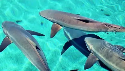 Giá Trị Dinh Dưỡng Của Cá Bớp