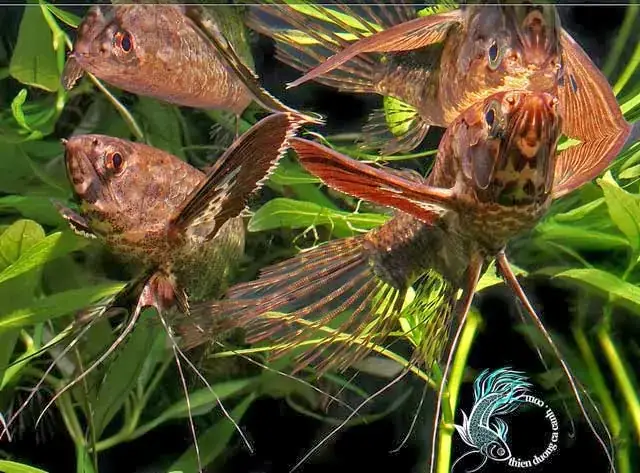 Cá Bướm Cổ Đại: Những Hóa Thạch Kể Chuyện Thời Tiền Sử - Cá ...