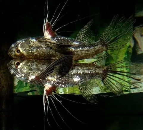 Cá Cánh Bướm Cổ Đại – Thefish Lover Cá Cánh Bướm Cổ Đại – Thefish Lover