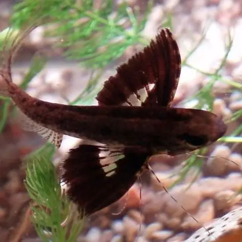 Cá Cánh Bướm Cá Cánh Bướm