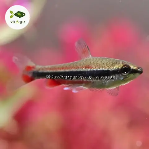 Cá Bút Chì Đỏ – Vuaqua