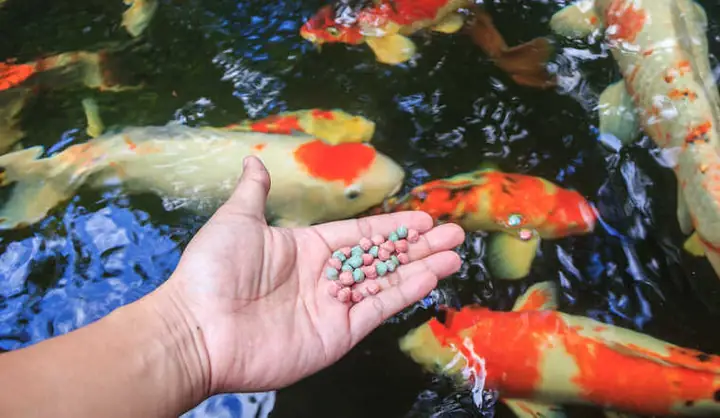 Loại Thức Ăn Cho Cá Cảnh Tốt Và Dễ Mua Loại Thức Ăn Cho Cá Cảnh Tốt Và Dễ Mua