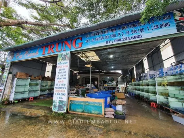 Khám Phá Các Điểm Bán Cá Cảnh Uy Tín Tại Bảo Lộc - Aquatech