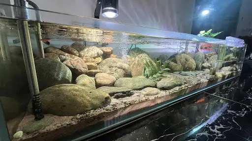 Top Các **tiệm Cá Cảnh Bình Thạnh** Uy Tín Cho Người Yêu Thủy ...