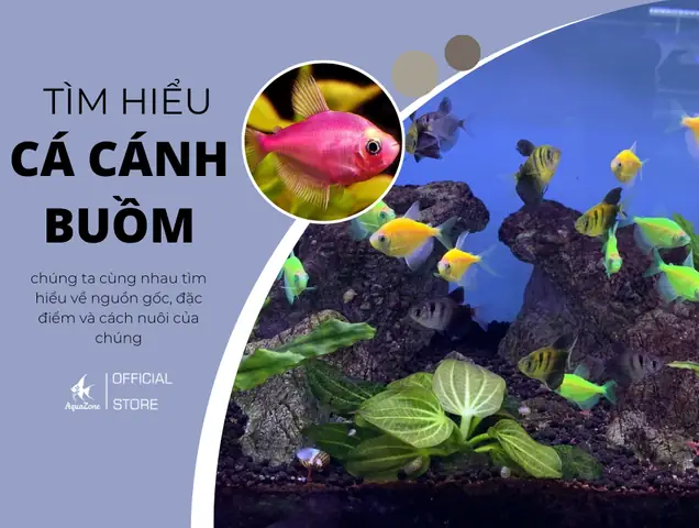 Cá Cánh Buồm - Nguồn Gốc, Đặc Điểm Và Cách Nuôi - Aquazone ... Cá Cánh Buồm - Nguồn Gốc, Đặc Điểm Và Cách Nuôi - Aquazone ...