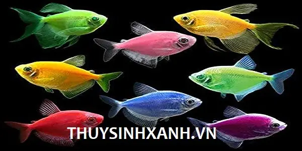 Cá Cánh Buồm Nhiều Màu, Mua 10 Tặng 1 - Shop Thủy Sinh Xanh Cá Cánh Buồm Nhiều Màu, Mua 10 Tặng 1 - Shop Thủy Sinh Xanh