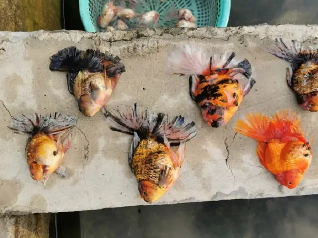 Nuôi Cá Cảnh Bị Chết Có Xui Không? Giải Mã Điềm Báo Và Cách Hóa ...