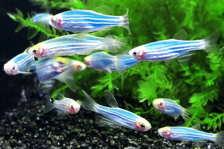 Sự Phong Phú Của Cá Cảnh Chịu Lạnh Tốt: Đặc Điểm Và Sinh Thái