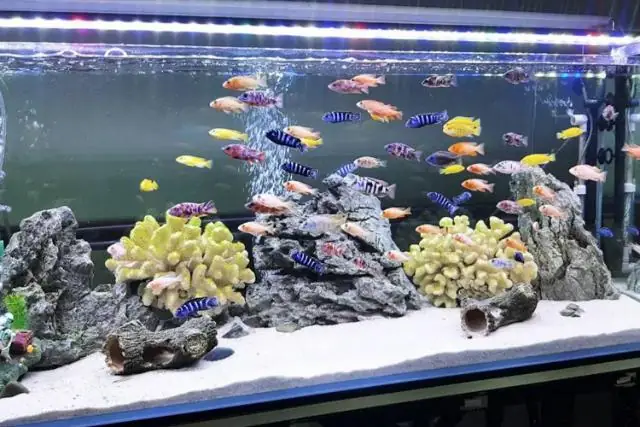 Top 9 + Cá Cảnh Chịu Lạnh Tốt Và Cách Chăm Sóc