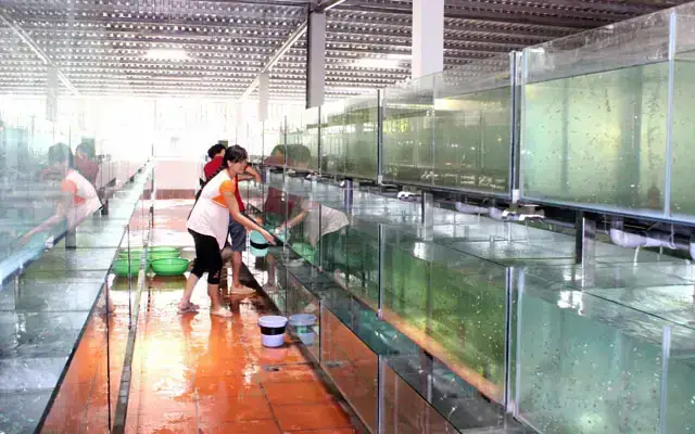 Top Các Trại Cá Cảnh Củ Chi Uy Tín Nhất Cho Dân Chơi Cá - Công ...