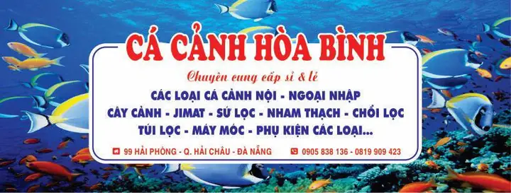 10. Cá Cảnh Hòa Bình – Shop Cá Cảnh Uy Tín Tại Đà Nẵng