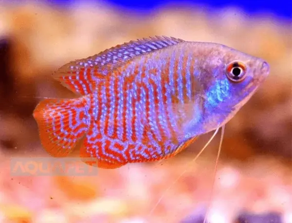 Cá Sặc Gấm Cá Sặc Gấm