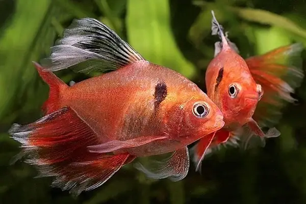 Cá Hồng Nhung Vây Dài Cá Hồng Nhung Vây Dài