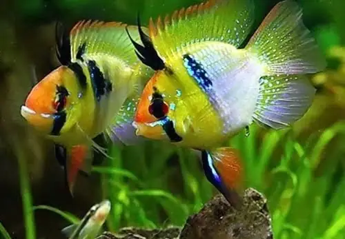 Cá Phượng Hoàng Cá Phượng Hoàng