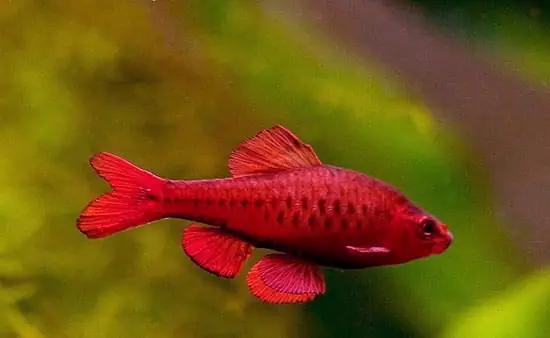 Cá Diếc Anh Đào Cá Diếc Anh Đào