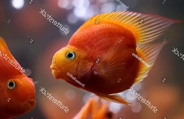 Cá Hồng Két Cá Hồng Két