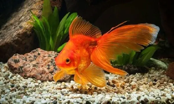 Cá Xiêm Rồng