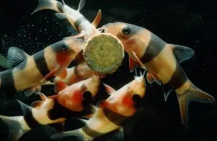 Cá Chuột Mỹ Cá Chuột Mỹ