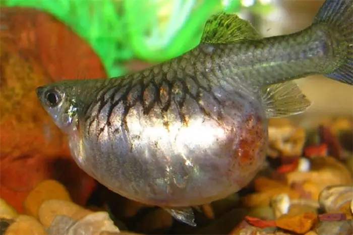 Dấu Hiệu Cá Mang Thai