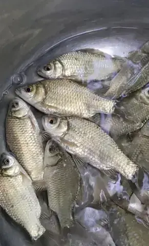 Top 7 Cửa Hàng Cá Cảnh Hải Dương Uy Tín, Chất Lượng Nhất ...