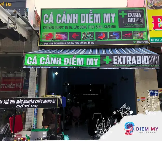 Cá Cảnh Diễm My - Cửa Hàng Cá Cảnh Đẹp, Uy Tín Tại Hóc Môn Cá Cảnh Diễm My - Cửa Hàng Cá Cảnh Đẹp, Uy Tín Tại Hóc Môn