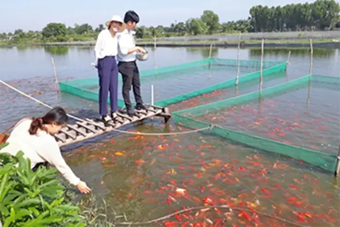 Cá Cảnh - Sản Phẩm Chủ Lực Của Ngành Nông Nghiệp Tp.hcm