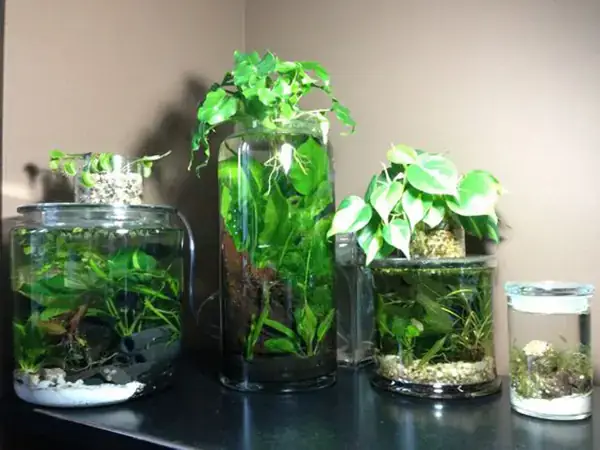 Top 5 Chậu Cá Kiểng Đẹp Nhất Định Phải Sở Hữu Trong Nhà ...