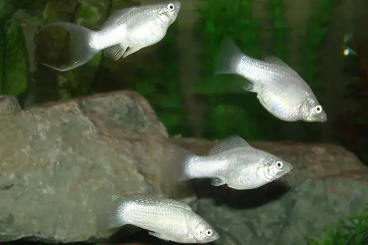 Cá Cảnh Hữu Thao: Đánh Giá Chi Tiết Từ Góc Nhìn Chuyên Gia ...