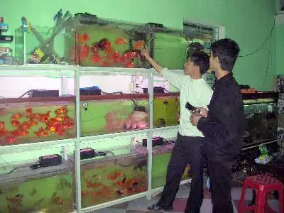 Khám Phá Thế Giới Cá Cảnh Huy Lê: Đánh Giá Từ A-z - Aquatech Khám Phá Thế Giới Cá Cảnh Huy Lê: Đánh Giá Từ A-z - Aquatech