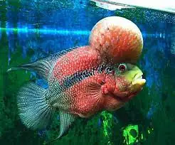 Khám Phá Thế Giới **cá Cảnh Long Xuyên** Đầy Sắc Màu ... Khám Phá Thế Giới **cá Cảnh Long Xuyên** Đầy Sắc Màu ...