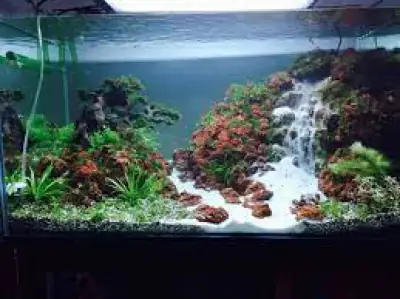 Top 7 Cửa Hàng Cá Cảnh Tại An Giang - Vi Sinh Cá Cảnh ... Top 7 Cửa Hàng Cá Cảnh Tại An Giang - Vi Sinh Cá Cảnh ...